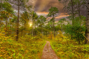 Sunset in autumn forest with conifers and deciduous trees is beautiful warm autumn colors orange yellow and green with sun rays shining through the trees from a cloudy orange sky and a walking path