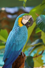 Close up head the Blue and yellow macaw parrot bird in garden