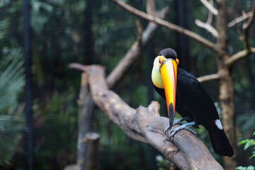 The toco toucan bird on the wood tree in forest