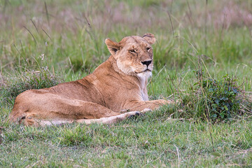 A lioness, Panthera leo, on the grassy ground of the Masai Mara