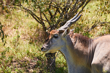 Obraz premium African eland male in the Maasai Mara