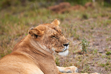 Obraz na płótnie Canvas Lioness in the Maasai Mara with flies on her head