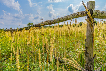 Summer landscape with green grass, road and clouds