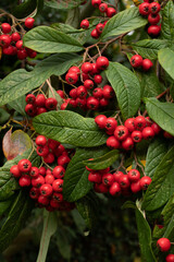 Obraz premium autumn color of the berries of cotoniaster