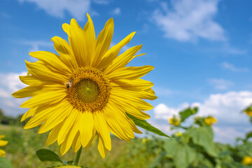 Sunflower natural background, Sunflower blooming, Sunflower oil improves skin health and promote...