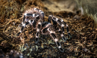 White striped giant tarantula.