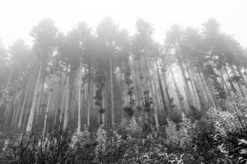 Forêt vosgienne dans le brouillard du matin