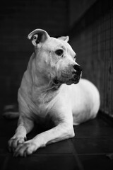 perro pit bull americano en blanco y negro