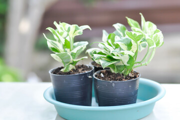 Epipremnum aureum ,Linden and Andre