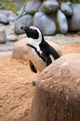 portrait of a penguin, spectacled penguin, spheniscus demersus