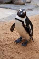 portrait of a penguin, spectacled penguin, spheniscus demersus