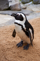 Obraz premium portrait of a penguin, spectacled penguin, spheniscus demersus