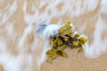 Algen am Strand werden von einer Welle umspült