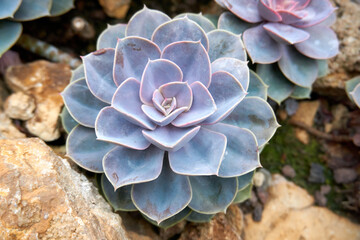 close up of a succulent cactus plant