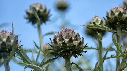 Globe Aretichokes (Cynara cardunculus) growing in the garden in summer
