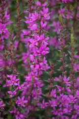 Close up of flowers of Lythrum virgatum 'Dropmore Purple'  in summer
