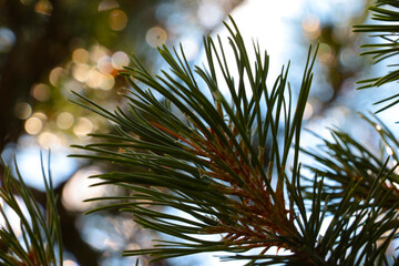 New Year's green fragrant spruce or pine branch, the coming of the New Year.