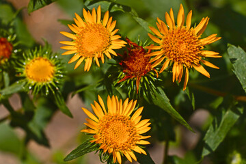 Flowering yellow useful plants in the meadow.