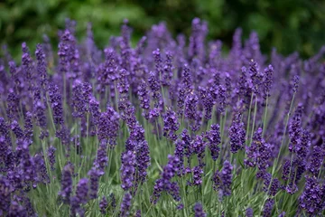 Poster Closeup of flowers of Lavandula angustifolia 'Hidcote' growing in a garden in summer © Chris Lawrence