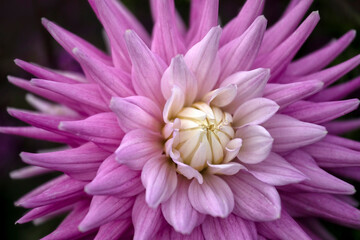 Closeup of Flowerhead of Dahlia 'Hillcrest Candy'