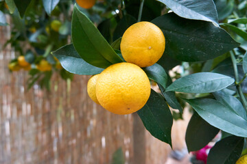 close up of oranges on a tree