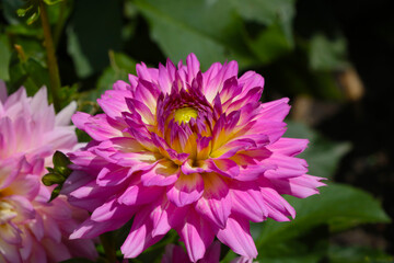 Obraz premium View of the blooming red dahlia in the park.