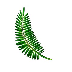 Tropical green fern on a white background