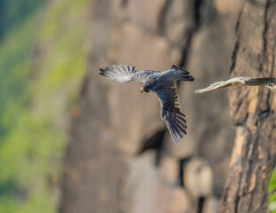 Peregrine Falcon Leap of Faith