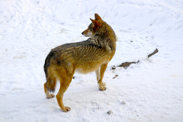 View of an adult wolf in the forest in winter.