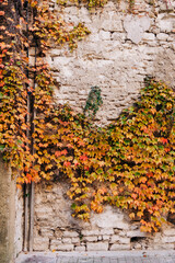 Fall Foliage