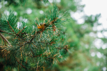 Pine branch close-up in the park. Fluffy green branches. A young plant. Landscaping of the territory.