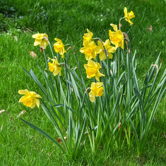 yellow narcissus in grass