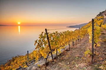Fotobehang Région viticole du canton de Vaud en Suisse au coucher de soleil © rochagneux