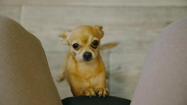 The cute pet funny lays its paws on the chair for the mistress. Toy terrier looks with sad deep eyes straight into your soul. Top view, indoor. Honey dog ask begging for food, looking at the camera.