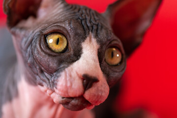 Portrait of black and white kitten of Sphinx Hairless breed on red background. Purebred cat of 4 months old with yellow eyes looks away. Handsome, confident predator. Extreme close-up. Studio shot.