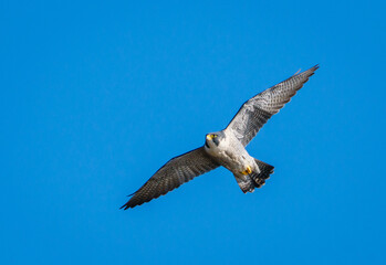 Peregrine Falcon in Flight