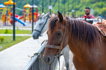 Obraz premium two horses, red and white, stand by the fence