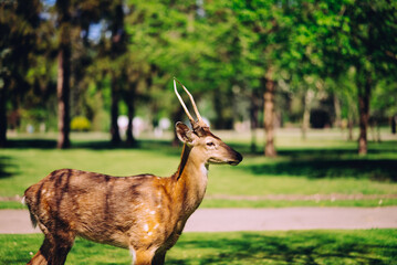 Roe deer in nature walks in the park - obrazy, fototapety, plakaty