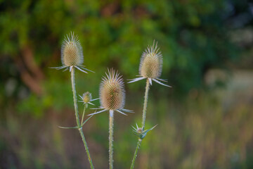 forest teasel grows beautifully in the field