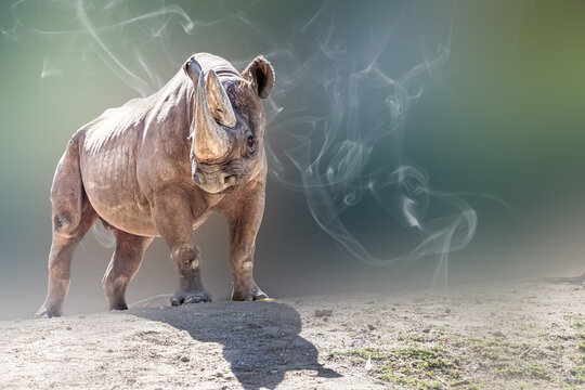 an african rhino standing in the sun