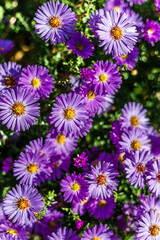 Aster dumosus (Symphyotrichum dumosum,Bushy aster)with water drops macro photography.Japanese aster or Kalimeris incisa flowers.wallpaper with lilac aster flowers.Wet lilac flowers background.