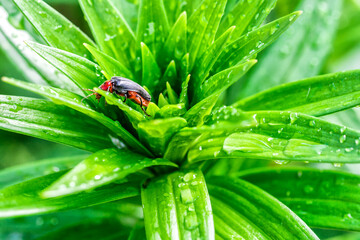 orange beetle drinks water from a flower stem.Beauty transparent drop of water on a green leaf macro with sun glare.Big beautiful drops of transparent rainwater on a green leaf close-up.