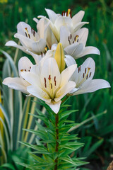 White lily flower.Closeup of lily spring flowers. Beautiful lily flower in lily flower garden. Flowers, petals, stamens and pistils of large lilies on a flower bed.Spring flowers of lily. 