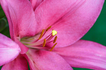 Fototapeta na wymiar Pink lily flower.Closeup of lily spring flowers. Beautiful lily flower in lily flower garden. Flowers, petals, stamens and pistils of large lilies on a flower bed.Spring flowers of lily.