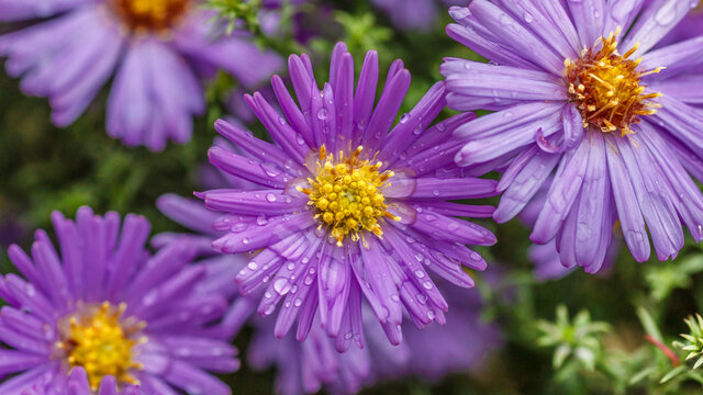 Aster dumosus (Symphyotrichum dumosum,Bushy aster)with water drops macro photography.Japanese aster or Kalimeris incisa flowers.wallpaper with lilac aster flowers.Wet lilac flowers background.