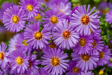 Aster dumosus (Symphyotrichum dumosum,Bushy aster)with water drops macro photography.Japanese aster...