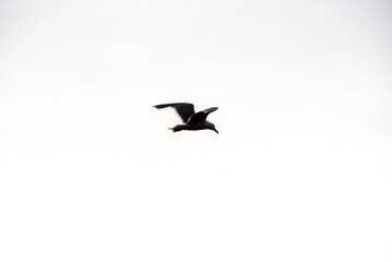 silhouette of a bird