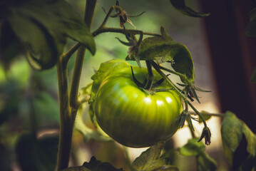 tomatoes on a vine