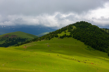 Fototapeta premium Giresun plateau and houses. Summer season, Kumbet Plateau( Turkish; Kümbet Yaylasi ) houses. Turkey travel. Dereli, Giresun, Turkey
