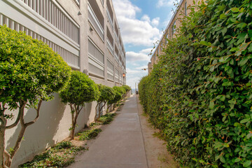 Concrete walkway in the middle of topiary shrubs in La Jolla, California